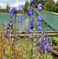 Aconitum napellus subsp. vulgare SDR8752 